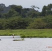 095 LOANGO Riviere Rembo Ngove Oiseaux Anhinga Afrique Pelican Gris et Tantale Ibis 12E5K2IMG_78731wtmk.jpg